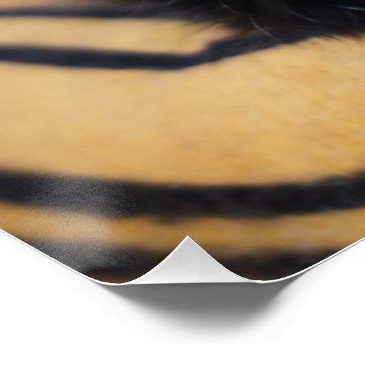 zwarte kat Glossy Poster (Hoek)