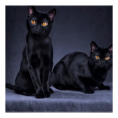 zwarte kat Glossy Poster (Voorkant)