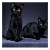 zwarte kat Glossy Poster