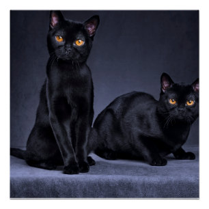 zwarte kat Glossy Poster