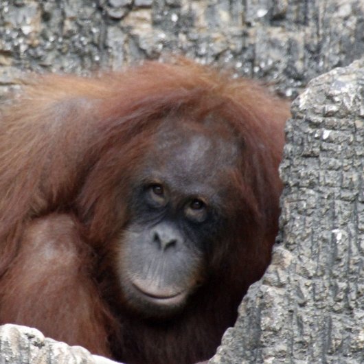 zwarte kat golfheadcover