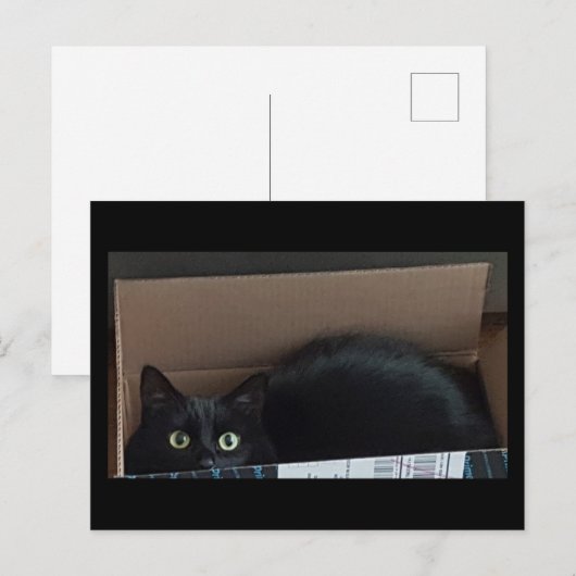 Zwarte kat in een doos briefkaart (Voorkant / Achterkant)