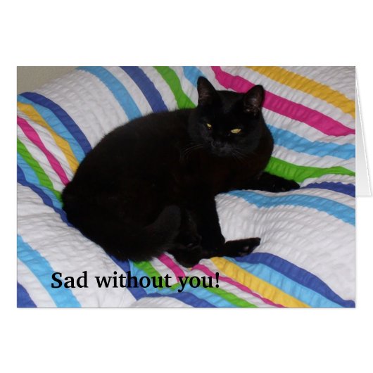 Zwarte kat in het bed (Voorkant Horizontaal)