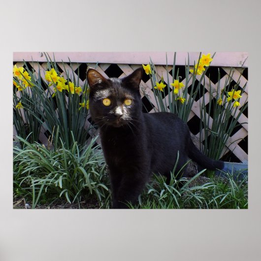 Zwarte kat in het Poster Daffodils (Voorkant)