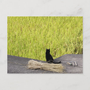 Zwarte kat in rijstveld briefkaart