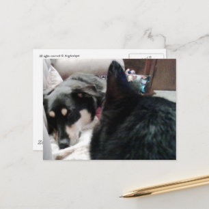 Zwarte Kat Kijkt Naar Slapende Hond Briefkaart