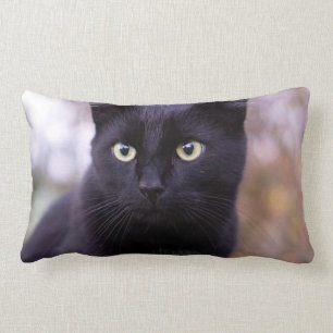zwarte kat kussen
