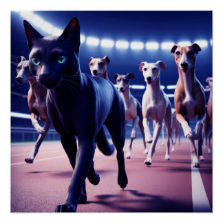Zwarte kat leidt roedel honden op hondenbaan perfect poster