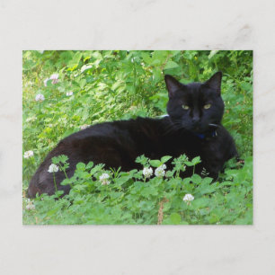 Zwarte Kat Liggend in Klaver Kat Liefhebbers Briefkaart