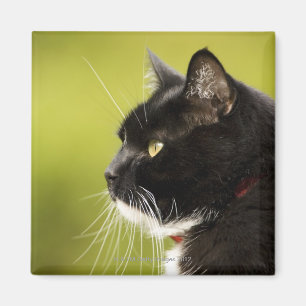 Zwarte kat magneet