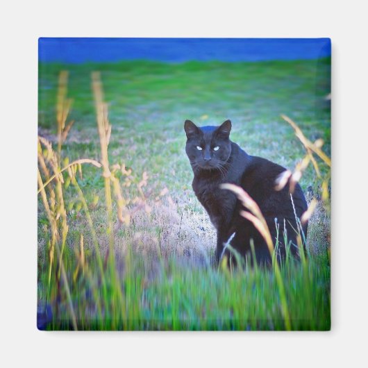 Zwarte kat magneet (Voorkant)