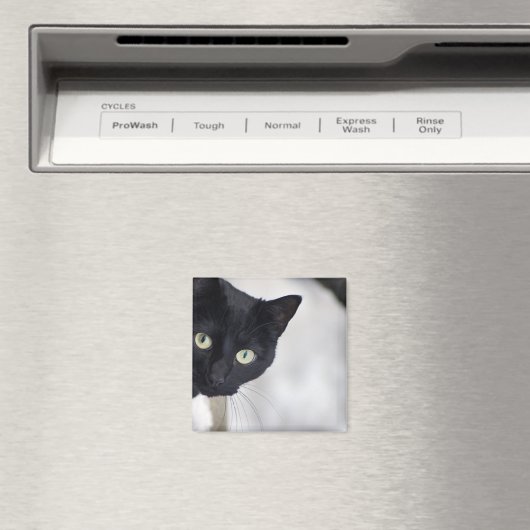 Zwarte kat magneet (Insitu (Vaatwasser))