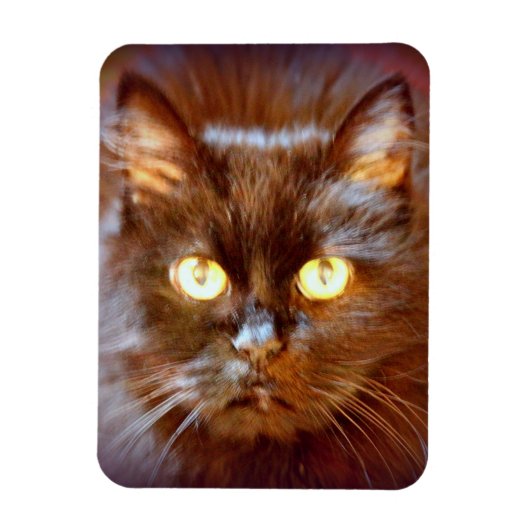zwarte kat magneet (Verticaal)