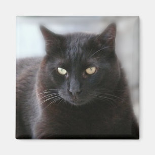 Zwarte kat magneet