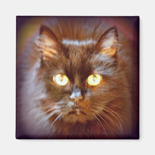 zwarte kat magneet (Voorkant)