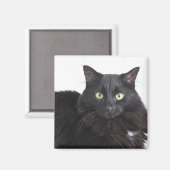 Zwarte kat magneet (Voorkant / Achterkant)