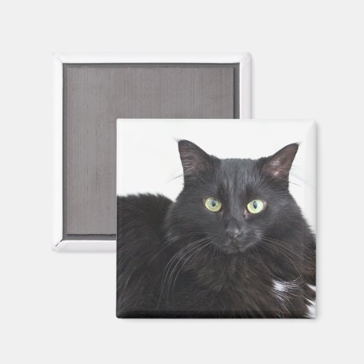 Zwarte kat magneet (Voorkant / Achterkant)