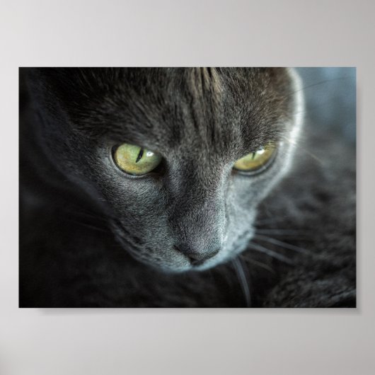 ZWARTE KAT MET GROENE OGEN FOTOGRAFISCH POSTER (Voorkant)