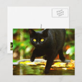 Zwarte kat met opvallende gele ogen briefkaart (Voorkant / Achterkant)