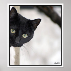 Zwarte kat - met rand poster