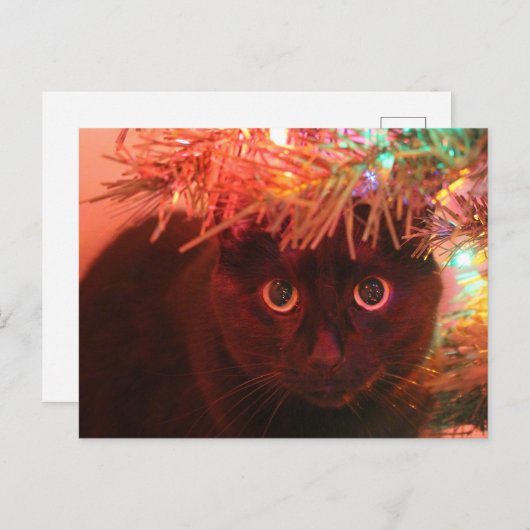 Zwarte kat onder het briefkaart Kerstmis (Voorkant / Achterkant)