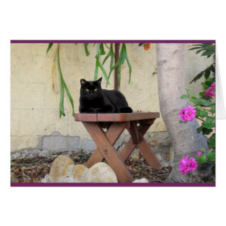 Zwarte kat op bank met roze geraniums
