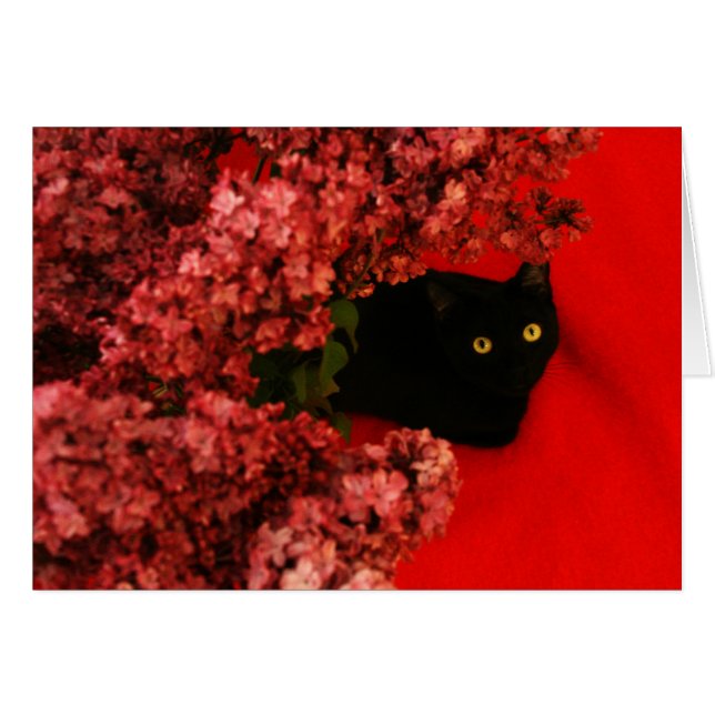 Zwarte kat op rood (Voorkant Horizontaal)
