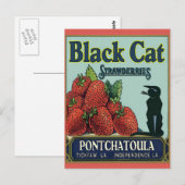 Zwarte kat, Pontchatoula Aardbeien Briefkaart (Voorkant / Achterkant)