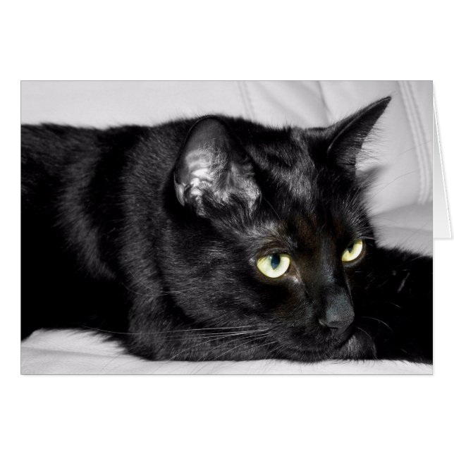 Zwarte kat portret (Voorkant Horizontaal)
