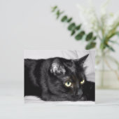Zwarte kat portret briefkaart (Staand voorkant)