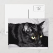 Zwarte kat portret briefkaart (Voorkant / Achterkant)