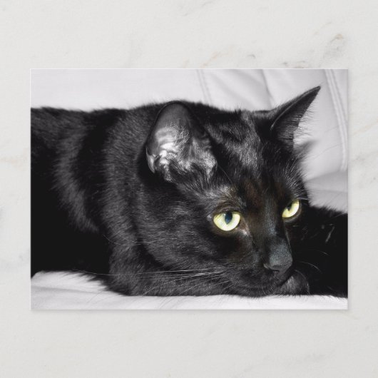 Zwarte kat portret briefkaart (Voorkant)