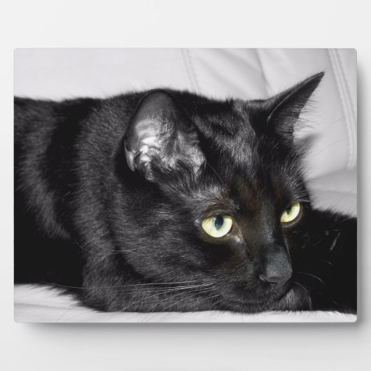 Zwarte kat portret fotoplaat (Voorkant)
