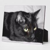 Zwarte kat portret fotoplaat (Zijkant)