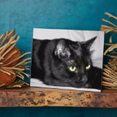 Zwarte kat portret fotoplaat (Zijkant)