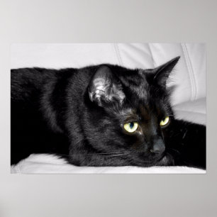 Zwarte kat portret poster