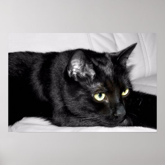 Zwarte kat portret poster (Voorkant)