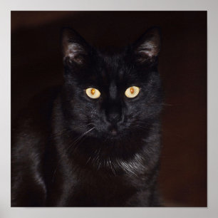 Zwarte kat poster