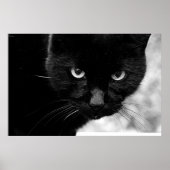 Zwarte kat poster (Voorkant)