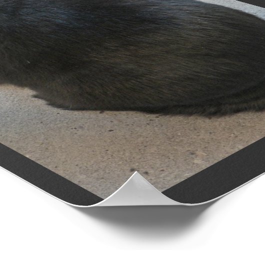 Zwarte kat poster (Hoek)