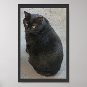 Zwarte kat poster