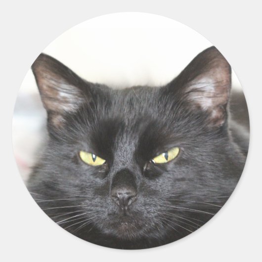 Zwarte kat ronde sticker (Voorkant)