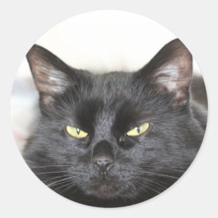 Zwarte kat ronde sticker