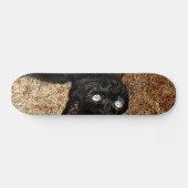 zwarte kat skateboard (Horizontaal)
