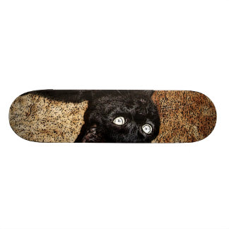 zwarte kat skateboard