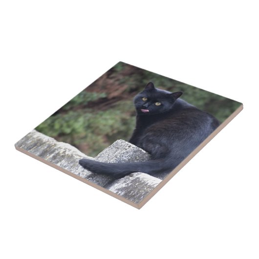 Zwarte kat tegeltje (Zijkant)