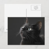 Zwarte kat tegen zwarte achtergrond, close-up briefkaart (Voorkant / Achterkant)