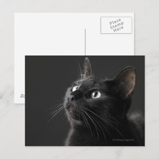 Zwarte kat tegen zwarte achtergrond, close-up briefkaart (Voorkant / Achterkant)