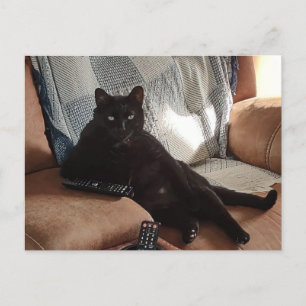 Zwarte kat ziet eruit als een baas briefkaart