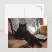 Zwarte kat ziet eruit als een baas briefkaart (Voorkant / Achterkant)